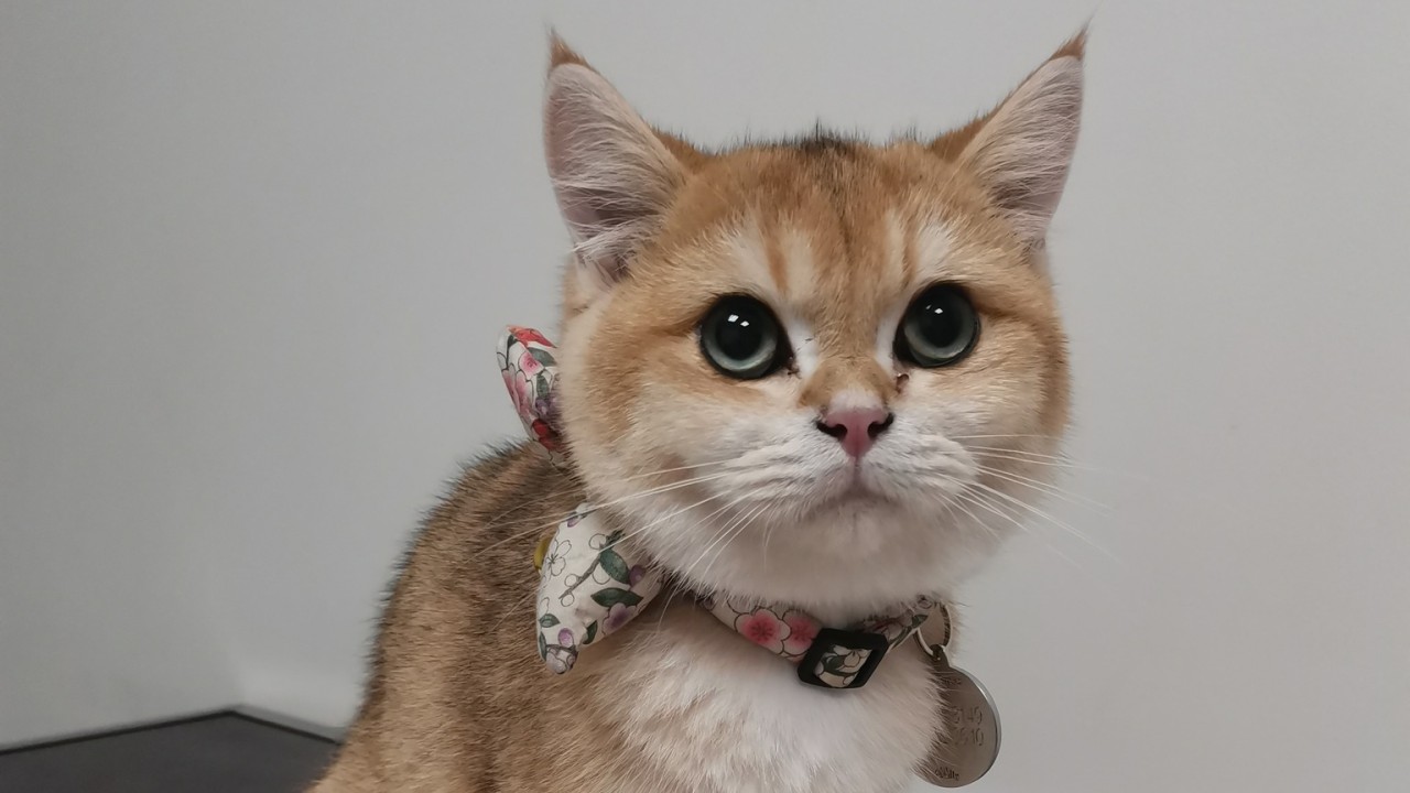 Néo